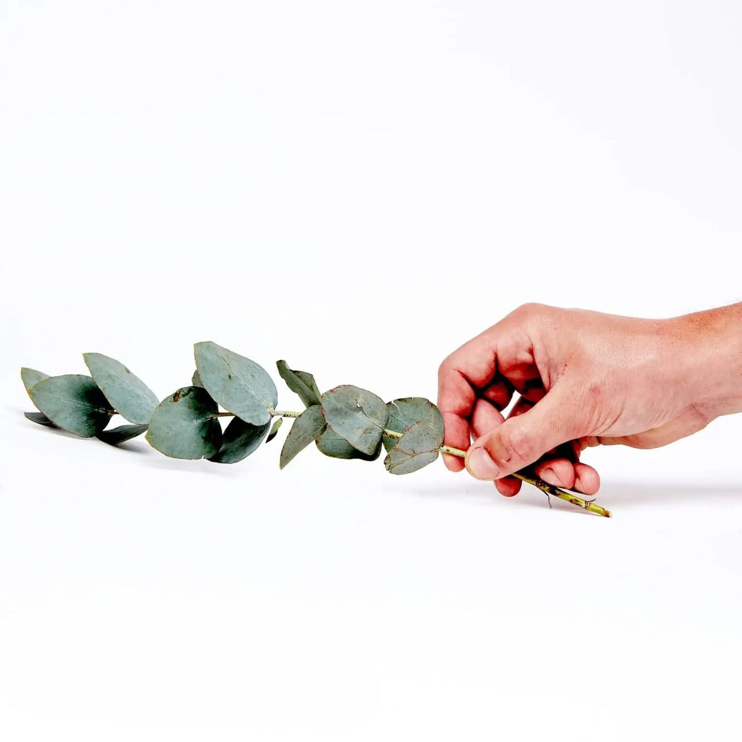 Suztain.no
             data-original-width=