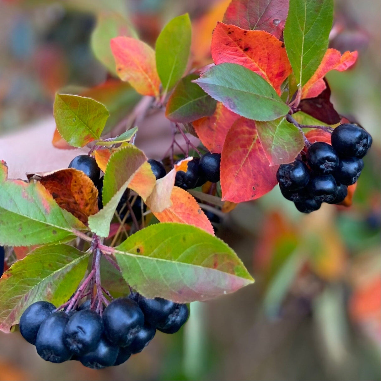 Finnish Superberries Aronia bær i mørk lilla farge på gren med grønne og røde høstblader, nærbilde