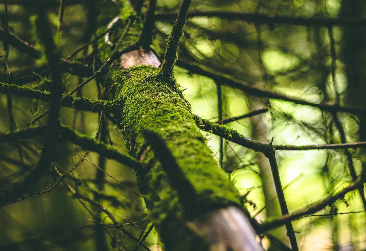 PFAS – en potensiell bombe under resirkuleringssystemet og grunnvannet, ditt forbruk spiller en rolle