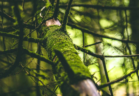 PFAS – en potensiell bombe under resirkuleringssystemet og grunnvannet, ditt forbruk spiller en rolle