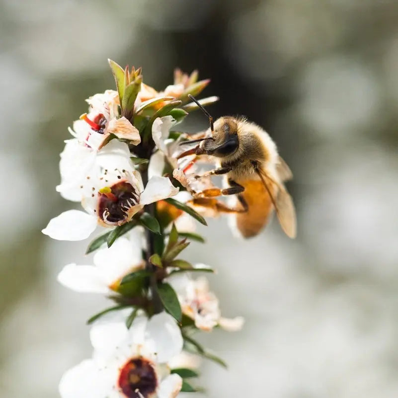 Manuka  Health Honning MGO 400+ - Suztain.no 