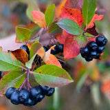 Finnish Superberries Aronia bær i mørk lilla farge på gren med grønne og røde høstblader, nærbilde