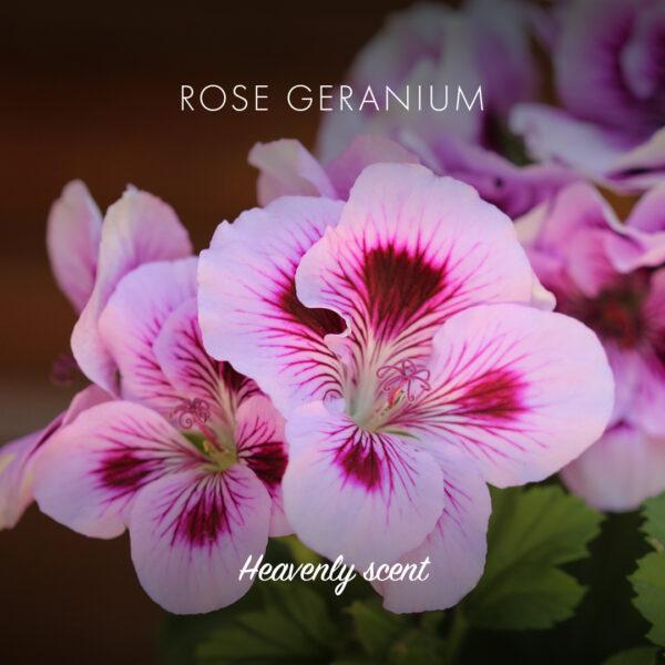 Friendly Soap såpestykke Rose & Geranium (95 g) i lyserosa og mørkrosa blomster med tekst "Rose Geranium