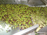 Protogerakis økologiske oliven i produksjonsprosess for Extra Virgin Olivenolje 3 L