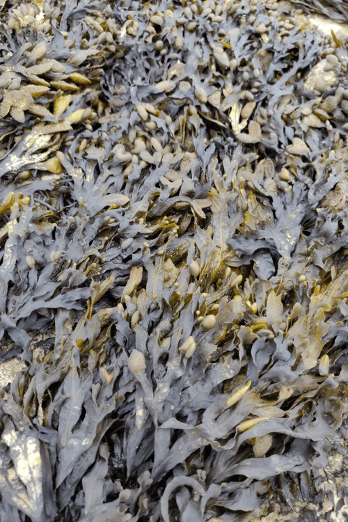 Sea Magik 3 Seaweed Scalp Mud 150ml i hvit plasttube, med bakgrunn av tang og sjøgress